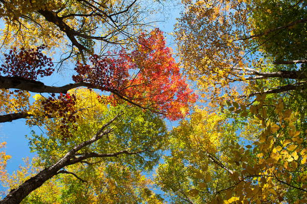 Colourful foliage in autumn; Indian Summer; Franconia Notch State Park; White Mountains National Forest; New Hampshire; New England; USA; North America © Stefan AuthImage Broker  Bridgeman Images