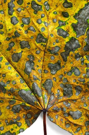 Decaying sycamore leaf, Bishops Wood Nature Reserve, Gower, South Wales © Chinch Gryniewicz  Bridgeman Images