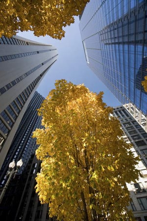USA, Illinois, Chicago, skyscrapers and trees with autumn leaves in the Downtown Loop  Dorling Kindersley UIG  Bridgeman Images 