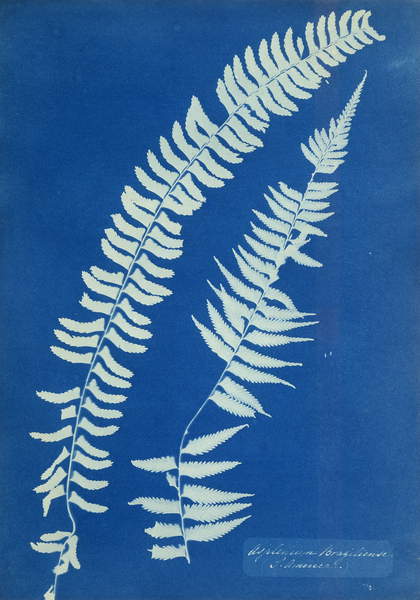 Asplenium Braziliense, South America, c.1850 (cyanotype, mounted, unique print), Atkins, Anna (1799-1871)  Private Collection  Photo © Christies Images  Bridgeman Images