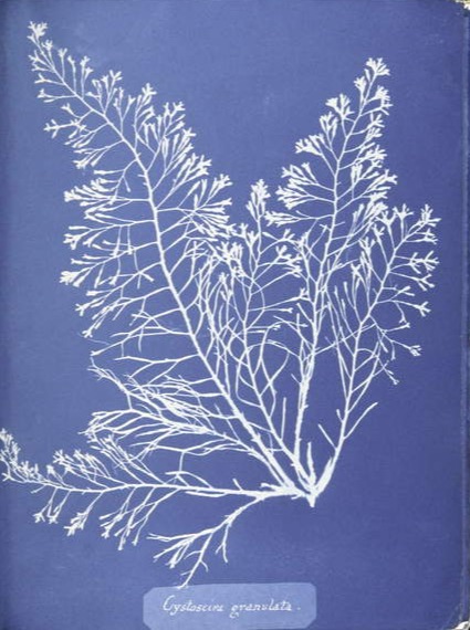 Cystoseira granulata, from Photographs of British Algae- Cyanotype Impressions, published 1843-53 (cyanotype), Atkins, Anna (1799-1871)  Spencer Collection, New York Public Library, USA  Bridgeman Images 