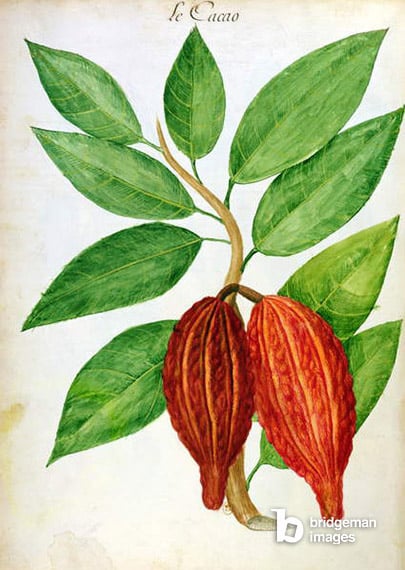 Cacao, from a manuscript on plants and civilization in the Antilles, c.1686 (wc on paper), Plumier, Charles (1646-1704)  Bibliotheque Nationale, Paris, France  © Archives Charmet / Bridgeman Images 