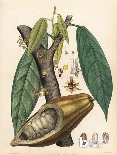 Chocolate or cocoa tree, Theobroma cacao. Hand coloured lithograph by Hanhart after a botanical illustration by David Blair from Robert Bentley and Henry Trimens Medicinal Plants, London, 1880.  © Florilegius / Bridgeman Images