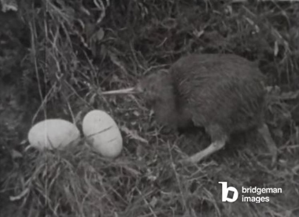 1950s NZ wildlife documentary, the kiwi / Bridgeman Images