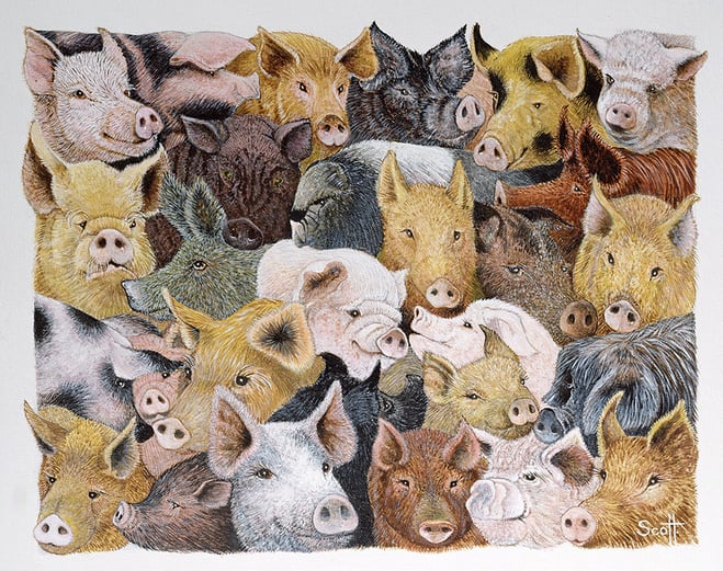 PS112553 Pigs Galore (acrylic on calico) by Scott, Pat (1932-2017); Private Collection; English, in copyright. PLEASE NOTE: This image is protected by the artist's copyright which needs to be cleared by you. If you require assistance in clearing permission we will be pleased to help you.