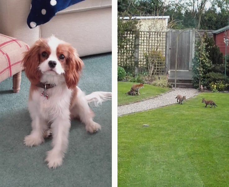 Left: Beau, a proper Canidae Right: Fox family in Beverly's garden ( Canidae Family)