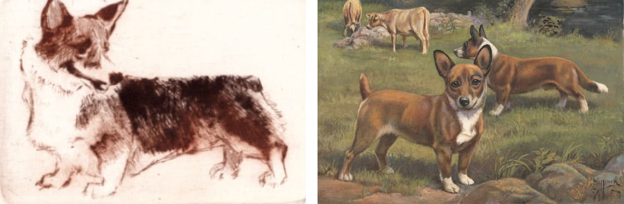 Left: Welsh Corgi, 1998, Irina Makoveeva /Gamborg Collection Right: Two Welsh corgis standing guard in a cattle field by Edward Herbert Miner, National Geographic Creative