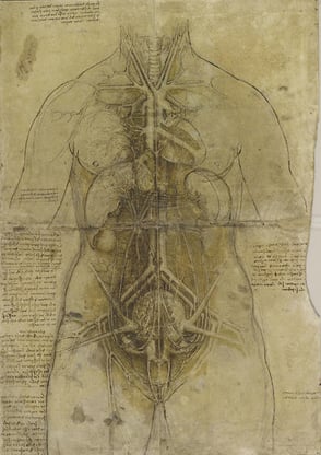 ROC437791 The principal organs and vessels of a woman, c.1510 (pen & ink with chalk & wash on paper) by Vinci, Leonardo da (1452-1519); 47.6x33.2 cm; Royal Collection Trust © Her Majesty Queen Elizabeth II, 2017; REPRODUCTION PERMISSION REQUIRED; Italian, out of copyright PLEASE NOTE: Bridgeman Images works with the owner of this image to clear permission. If you wish to reproduce this image, please inform us so we can clear permission for you.