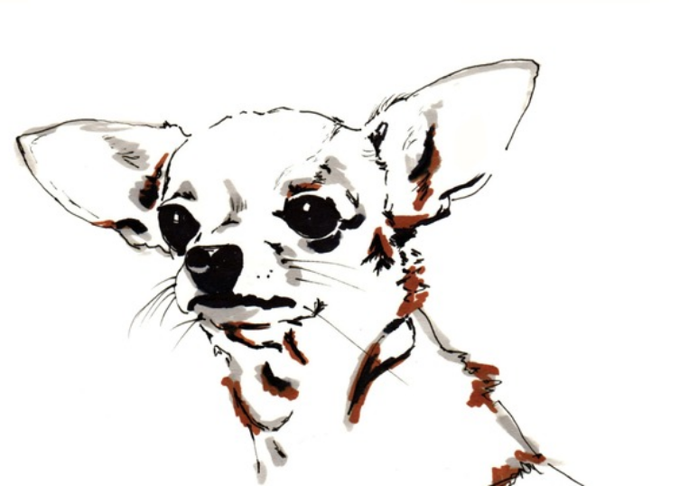 Big Ears the Chihuahua, 2012 (pen, ink on paper), Chambers, Jo / Private Collection