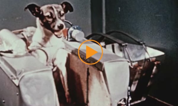 Colour footage of Laika, the soviet space dog, in Sputnik 2, November 3 1957 / Bridgeman Footage