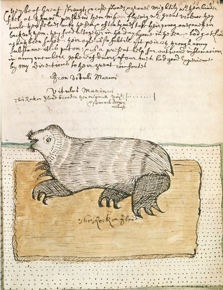 drawing-seal-british-library-illustration