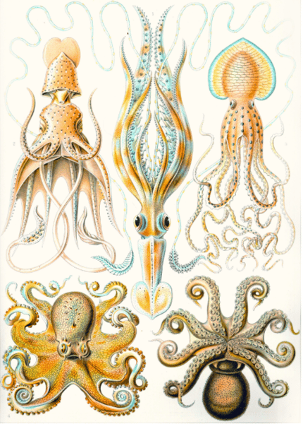 examples-of-various-cephalopods-%22kunstformen-der-natur
