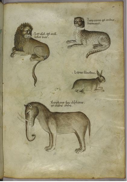 illustration-lion-leopard-rabbit-elephant