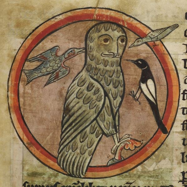 owl-birds-illustration-british-library