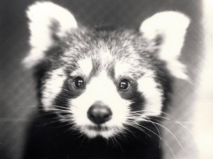 Red Panda, 1913 (b/w photo) by Frederick William Bond (1887-1942) / Zoological Society of London / Bridgeman Images 