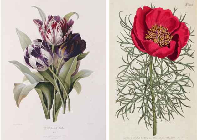 Left: Tulips, from 'A Fine Series of Floral Bouquets' Pierre Joseph Redoute Right: Peony: Paeonia tennifolia, by William Curtis from 'Botanical Magazine',