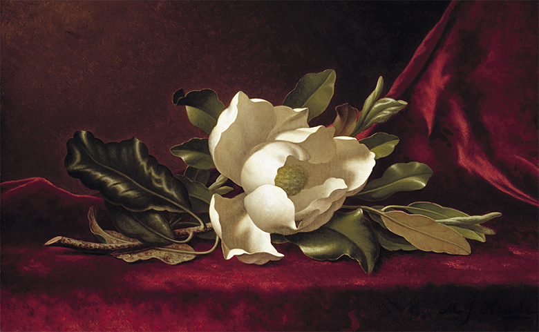 The Magnolia Blossom, 1888 by Martin Johnson Heade