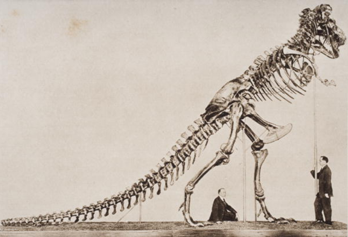 Skeleton of the Tyrannosaurus Rex, in the American Museum of Natural History, from 'The Outline of History' by H.G. Wells, Volume I, published in 1920, English School, (20th C) / Private Collection / Ken Welsh