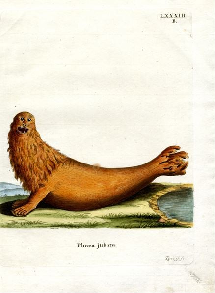 steller-sea-lion-german-school-19th-century