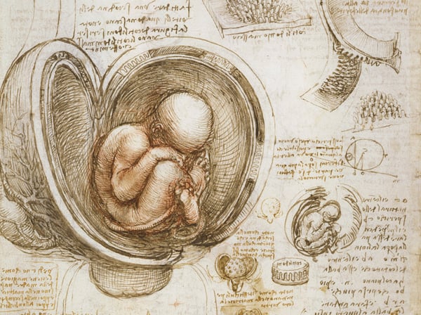 Studies of the foetus in the womb, Leonardo da Vinci / Royal Collection Trust © Her Majesty Queen Elizabeth II, 2015 / Bridgeman Images