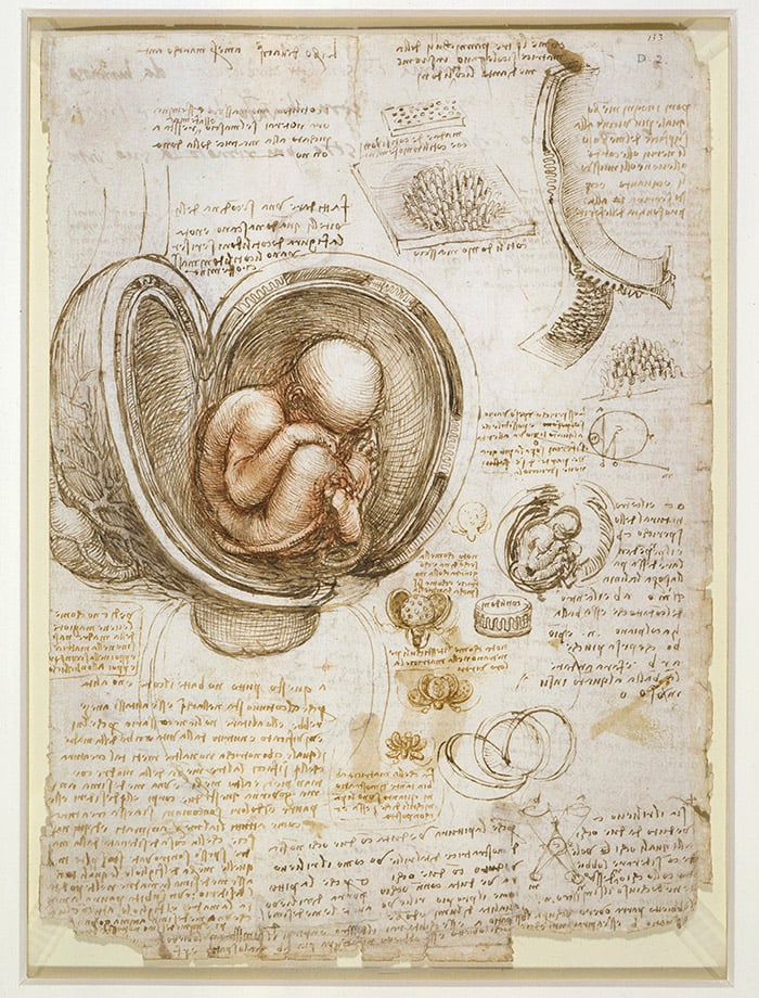 Studies of the foetus in the womb, c.1510-13 by by Leonardo da Vinci (1452-1519) The Royal Collection © Her Majesty Queen Elizabeth II, 2017