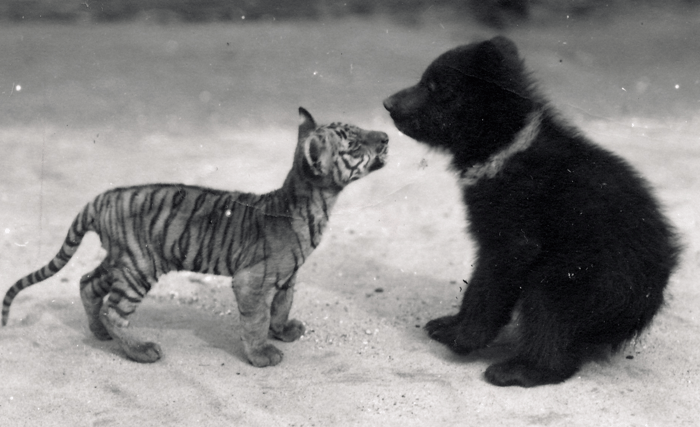 Tiger cub meets bear cub, 1914 (b/w photo), Bond, Frederick William (1887-1942) / Zoological Society of London