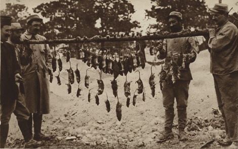 ww1-wwi-rats-rat-catchers-trences-trench-war-photograph-1915