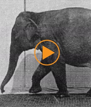 Animation of 'Elephant walking', plate 733 from 'Animal Locomotion', 1887, by Eadweard Muybridge / Bridgeman Footage