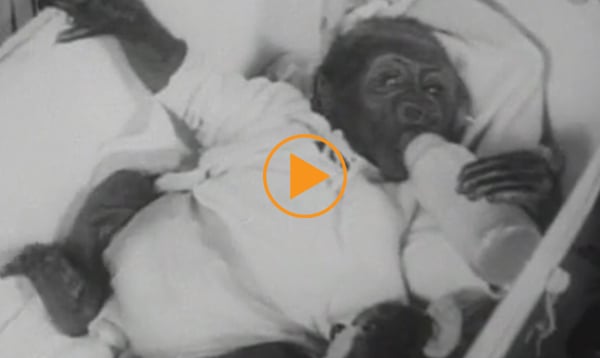 Bobo, a baby gorilla, is raised as one of the family, USA c.1952 / Bridgeman Footage