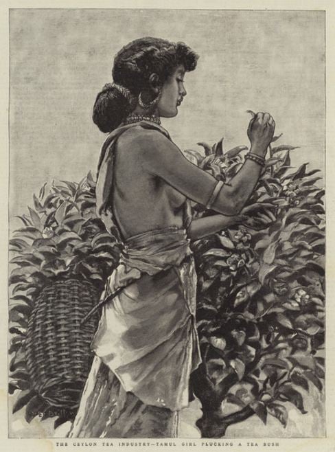 ceylon-tea-girl-illustration