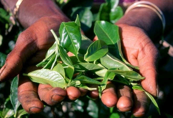 ceylon-tea-hands-plant