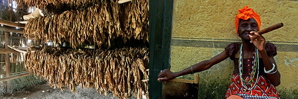 UIG841816 Cuba, tobacco drying in hut on tobacco farm by .; Dorling Kindersley/UIG; out of copyright; An elderly woman. Cuba, Havana. November 26, 2007. Officially known as Ciudad de La Habana, it is the capital city, major port, and leading commercial centre of Cuba. The city is one of the 14 Cuban provinces. There are about 2.4 million inhabitants, known as Habaneros and among them nearly 400,000 live in the urban area making Havana the largest city in both Cuba and the Caribbean region. (photo) / Majority World/UIG