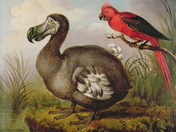NLA70545 Dodo and Red Parakeet, c.1773 (board) by Hodges, William (1744-97); 23x27.5 cm; Â© National Library of Australia, Canberra, Australia; (add.info.: Rex Nan Kivell Collection: NK5827;); English, out of copyright