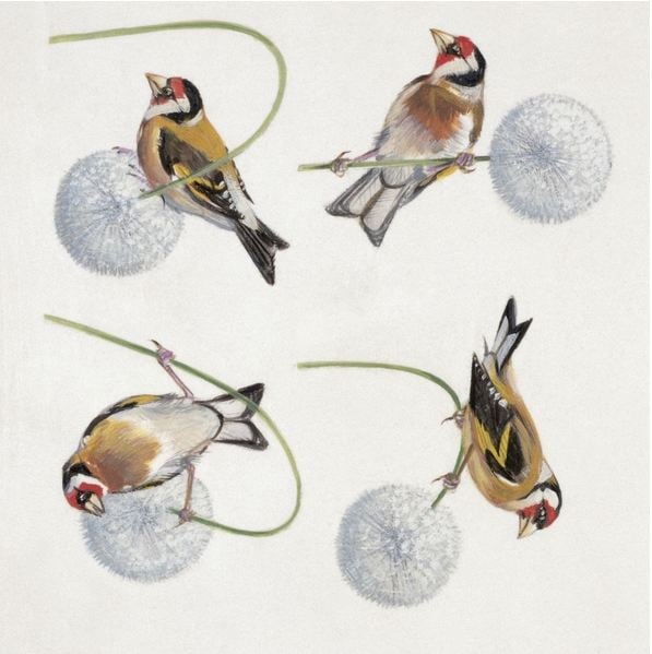 Close-up of four goldfinch (Carduelis carduelis) / Private Collection / De Agostini Picture Library 