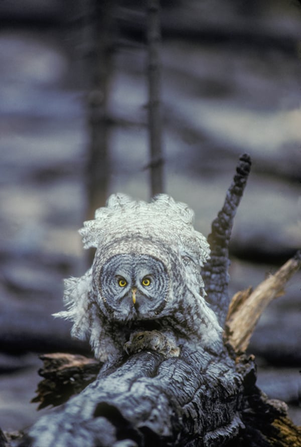 A great gray owl protects her prey, a dead gopher, from the photographer (photo) Tom Murphy/National Geographic Creative 