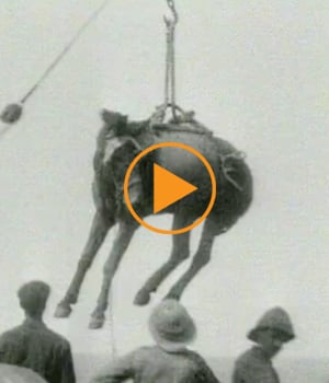 horses-delivered-to-anzac-troops-gallipoli-dardanelles-clip