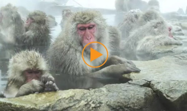 The Japanese Macaque (Snow) Monkeys enjoying a bath in the Onsen of Jigokudani Yaenkoen , Nagano Prefecture / Bridgeman Footage