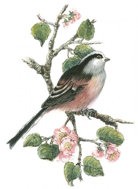 Long tailed tit and cherry blossom (w/c on paper), Nell Hill (Contemporary Artist) / Private Collection