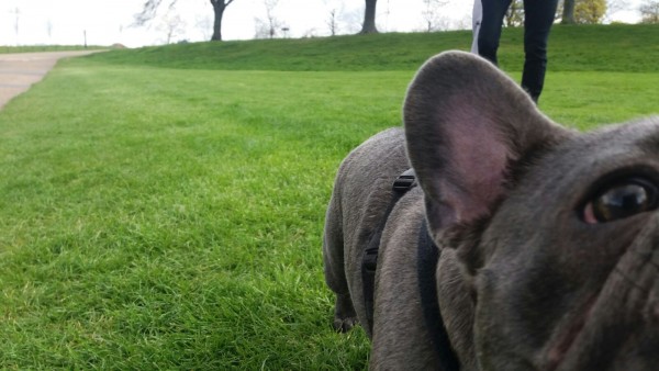 Olivia The Dog Hippo #oliviathedoghippo