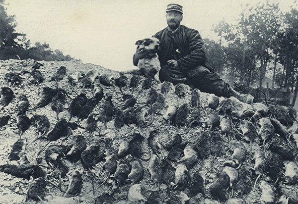 The plague of rats in the French trenches, an official rat-catcher, with his dog, and their bag (b/w photo), English photographer, (20th century) (after) / Private Collection / © Look and Learn