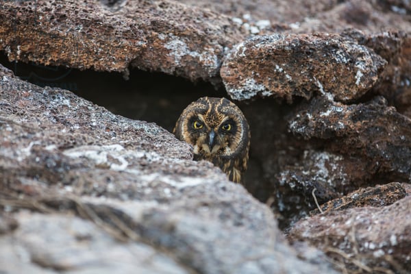 A Galapagos short eared owl on Genovesa Island in Galapagos National Park (photo) / Karine Aigner/National Geographic Creative