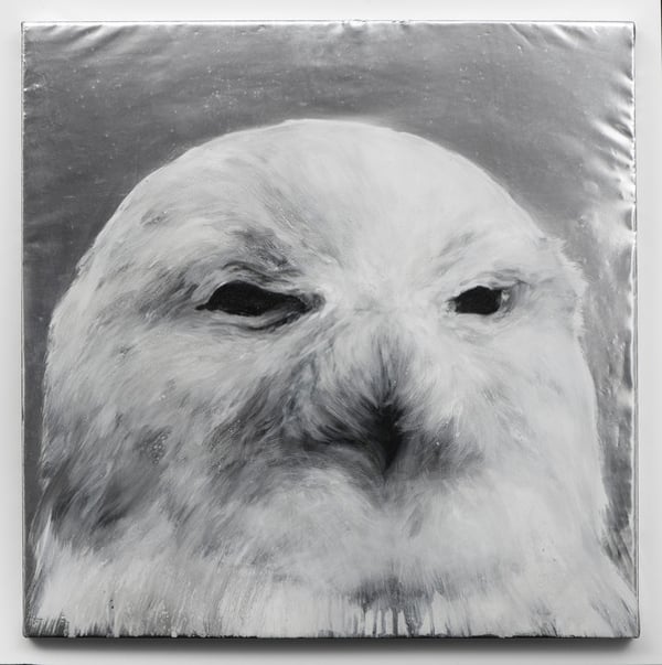 Snow Owl, 2010 (oil on aluplate) (see also 1190810), Verebics, Agnes (b.1982) / Private Collection