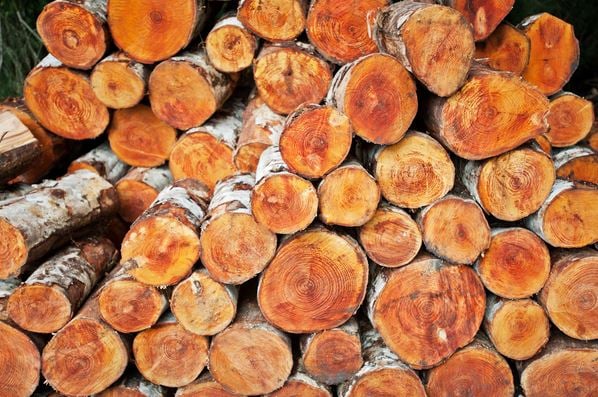 Stacked timber (photo) / Mauricio Handler/National Geographic Creative