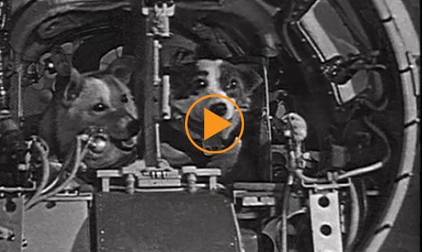 Soviet space dogs Belka and Strelka go into space in the Vostok-1K No. 2 satellite, August 19th 1960 / Film Images / Bridgeman Footage