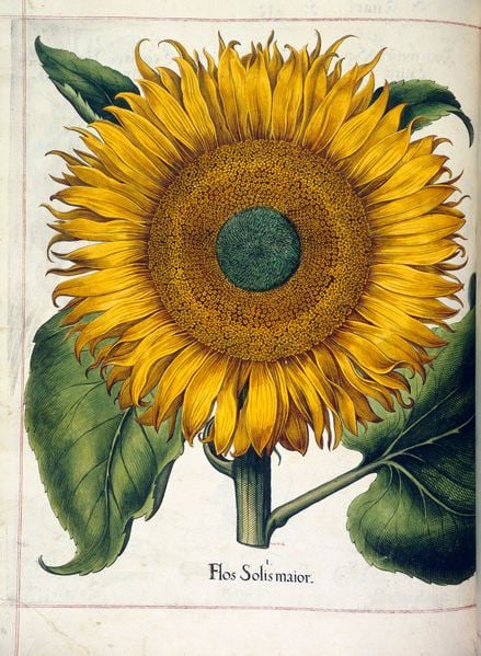 sunflower-flower-plant-yellow