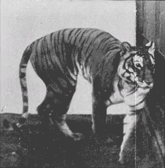 tiger-small
