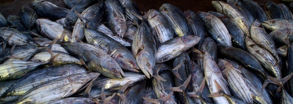 tuna-fish-fishing-sea-market
