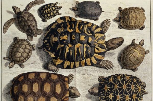 MJC57463 Turtles: from Albert Seba's "Locupletissimi Rerum Naturalium", c.1750 (hand coloured engraving); Private Collection; out of copyright
