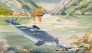 NGE374711 White flag dolphins are only found in the Yangtze River in China (colour litho) by Bostelmann, Else (20th Century); National Geographic Creative; American, out of copyright