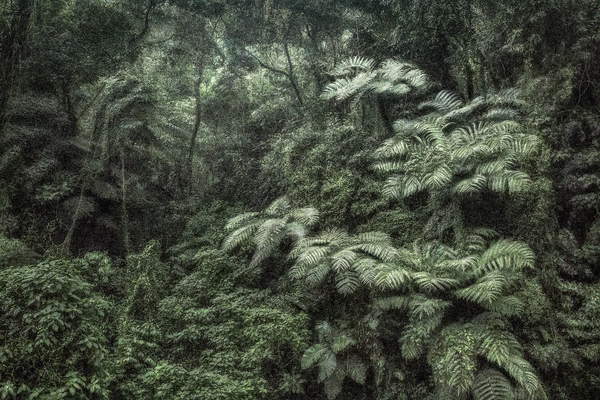 photo of plants that grow under the tropical forest, green and black tones only, A Picturesque Voyage through Brazil 144, 2017 (photo), Vasconcellos, Cassio (b.1965)  © Cassio Vasconcellos  Bridgeman Images 6353136